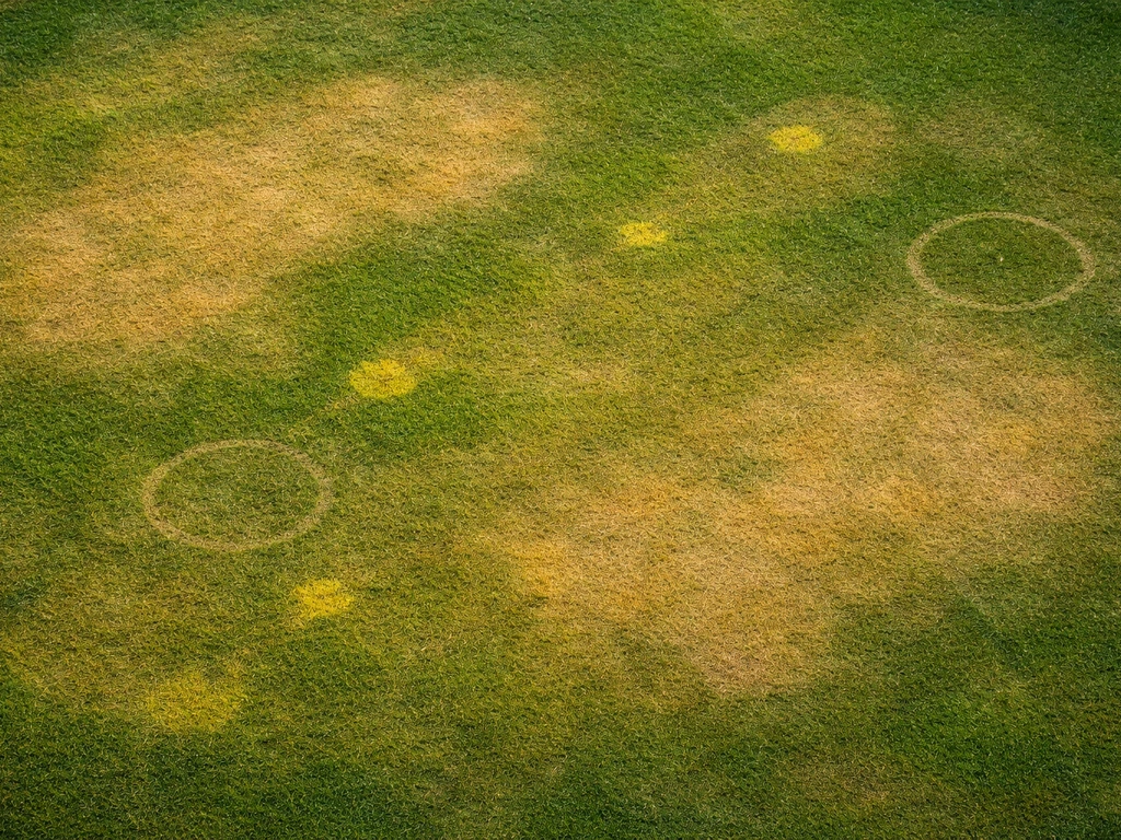 Vue d’en haut d’une pelouse avec jaunissement en zones nettes, motifs visibles pour diagnostiquer la cause.