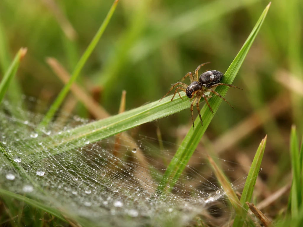 Macro d’une petite araignée de gazon sur une pelouse, avec une toile en nappe dans l’herbe.